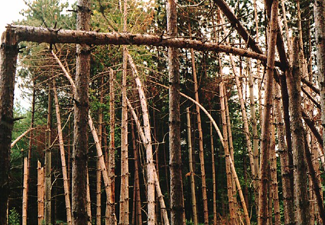 3.backside.treefall