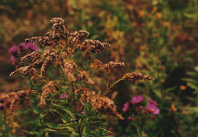 3.flowers