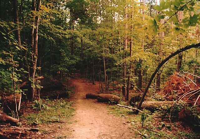 3.wood.backside
