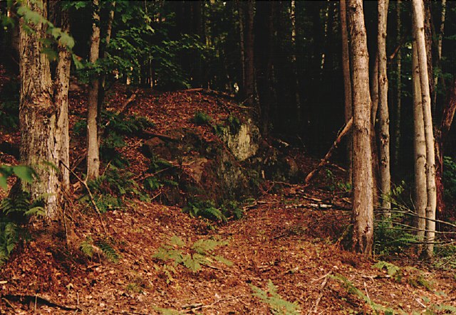 3.woods