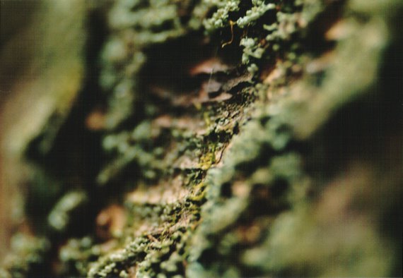 4.lichen
