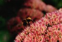 2.bee.on.sedum