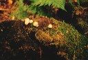 4.buttonmushrooms