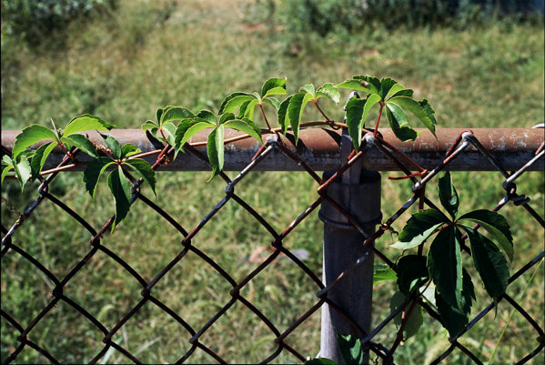 Vines