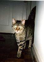 [Photo of Gus, 1988-2000]