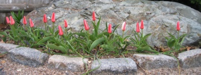 front tulips, late afternoon