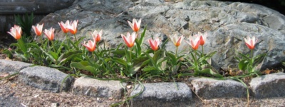 front tulips, morning