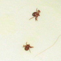 yep, deer ticks
