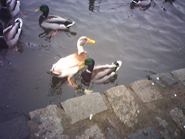 quack-quack