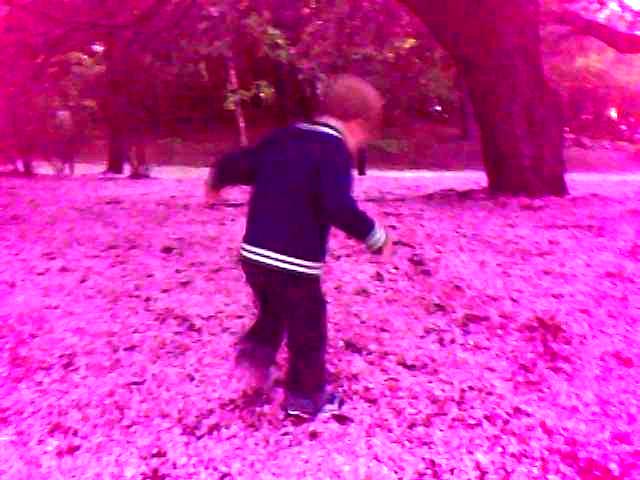 under-the-cherry-trees