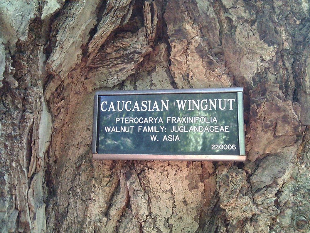 caucasian-wingnut