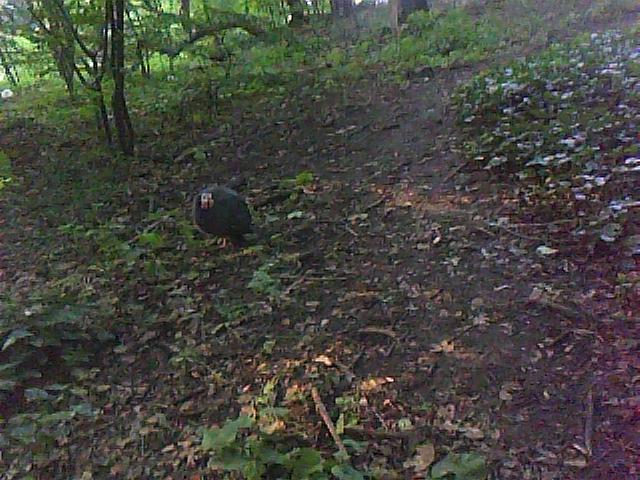 prospect-park-turkey