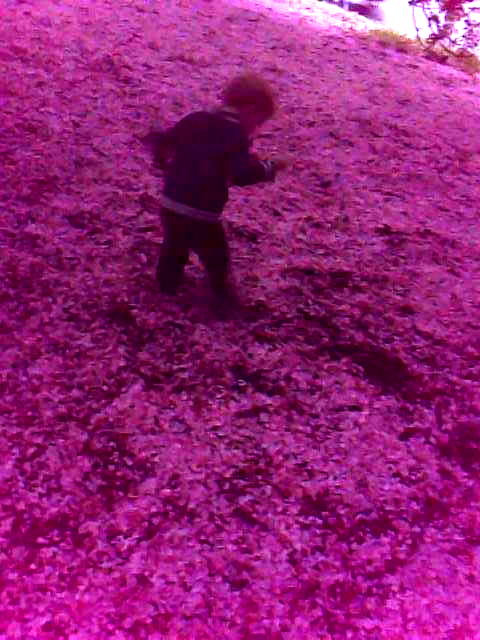 under-the-cherry-trees