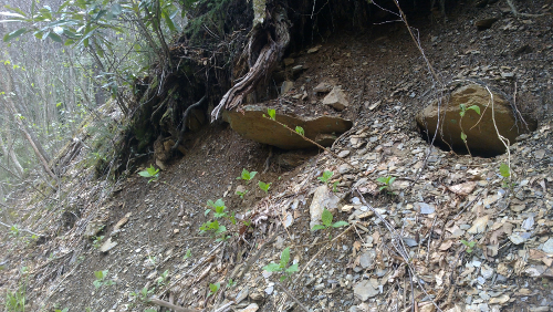 these rocks jutting out of a hillside remind me of frogs