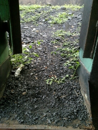 plants sprouting in coalbin