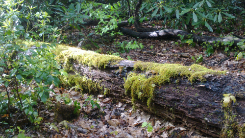 moss and log in sunlight