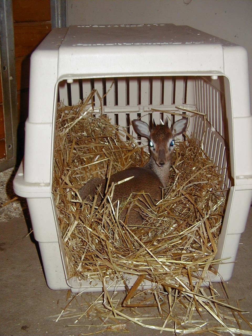 The Dik Dik