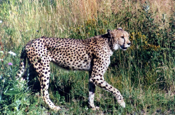 cheetah.jpg