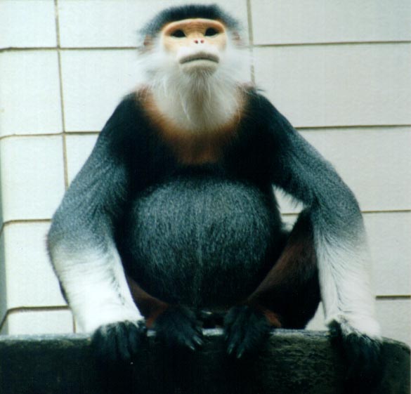 Douc Langurs Diet