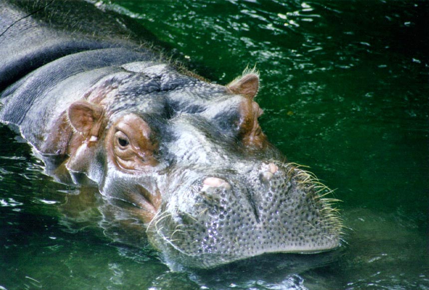 http://www.panix.com/~teej/zoo/pics/hippo.jpg