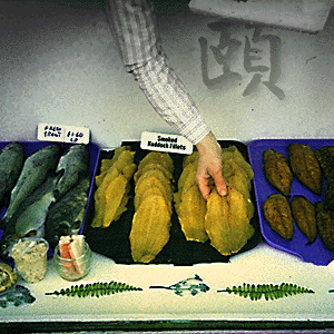 Cold Finger Fish - photogram/ideogram/image