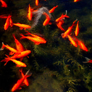 Fish Freeze - photogram/ideogram/image