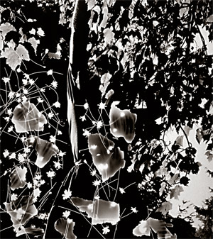 looking through leaves - photogram/ideogram/image