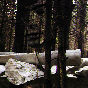 In the forest - photogram/ideogram/image