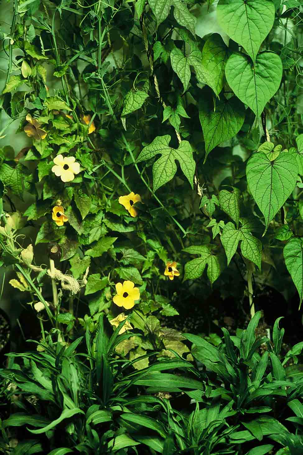 Flowering Vine Pictures