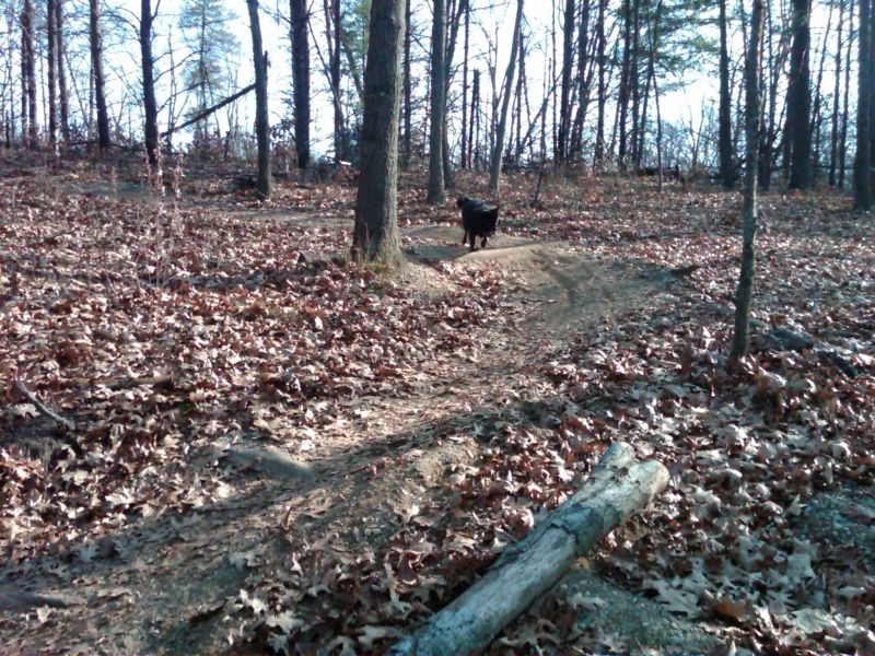 Juniper standing on The Spot