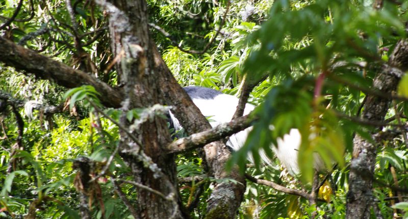 Black-and-white Colobus monkey