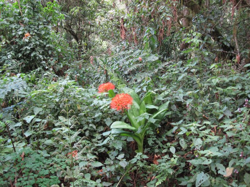 Cool flower in the rainforest
