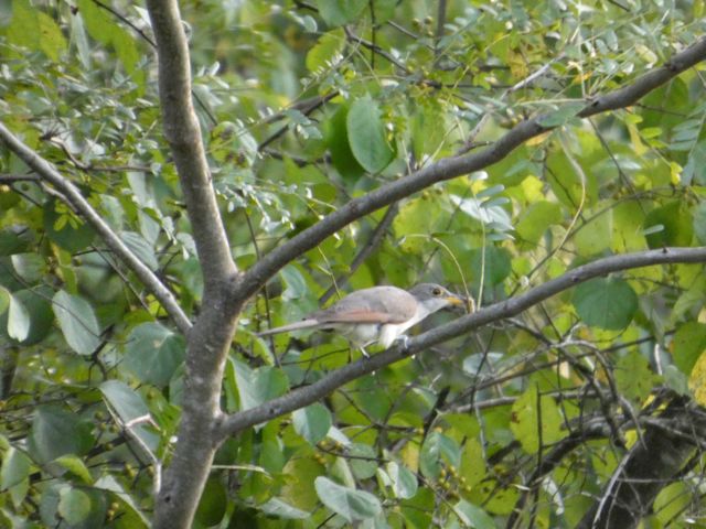 Yellow Billed Cuckoo