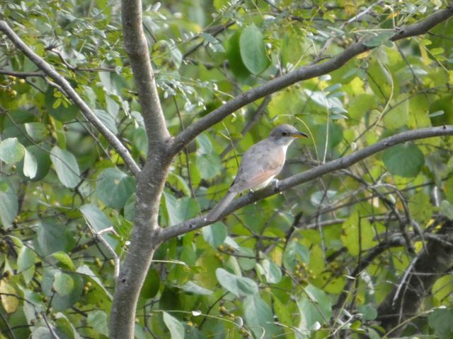 Cuckoo again