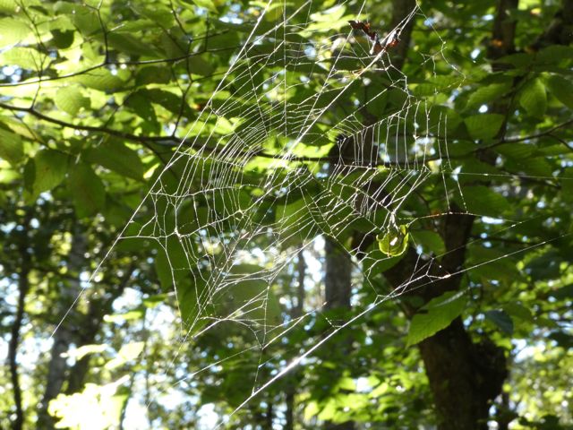 Spider web
