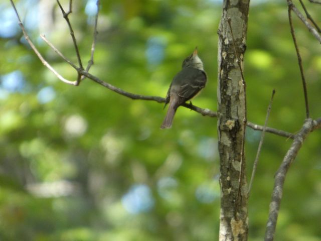 Eastern Wood Pewee