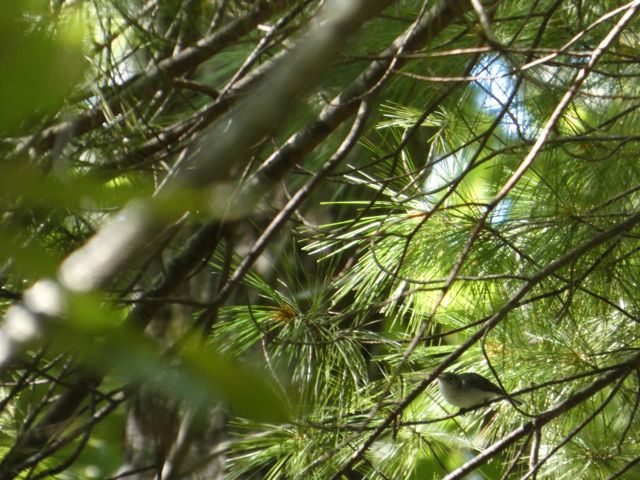 Blue Gray Gnatcatcher