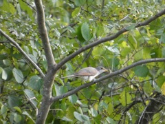 Yellow Billed Cuckoo