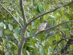 Cuckoo again