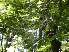 Spider web