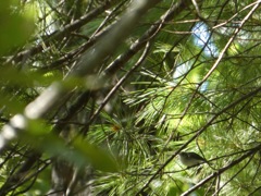 Blue Gray Gnatcatcher