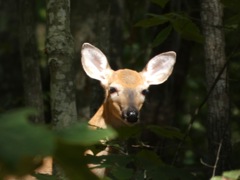 Fawn of the afternoon