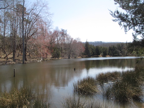 Pond Mar 20 2021