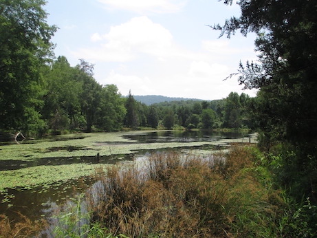 Pond Jul 5 2020