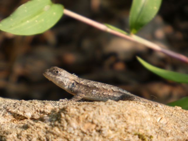 Lizard taking in some rays