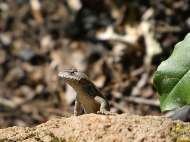 Lizard, still sunning