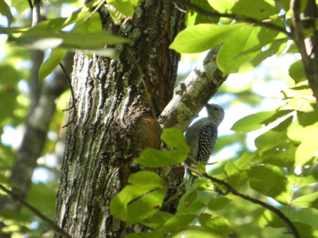 Red-bellied Woodpecker