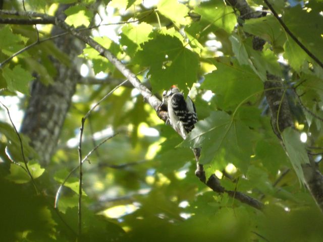 Downy Woodpecker