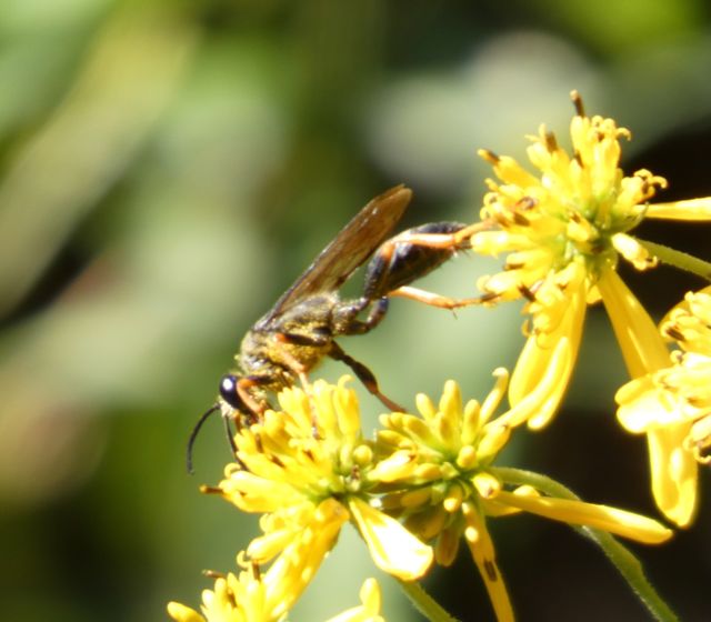Wasp, taking over for the bees.