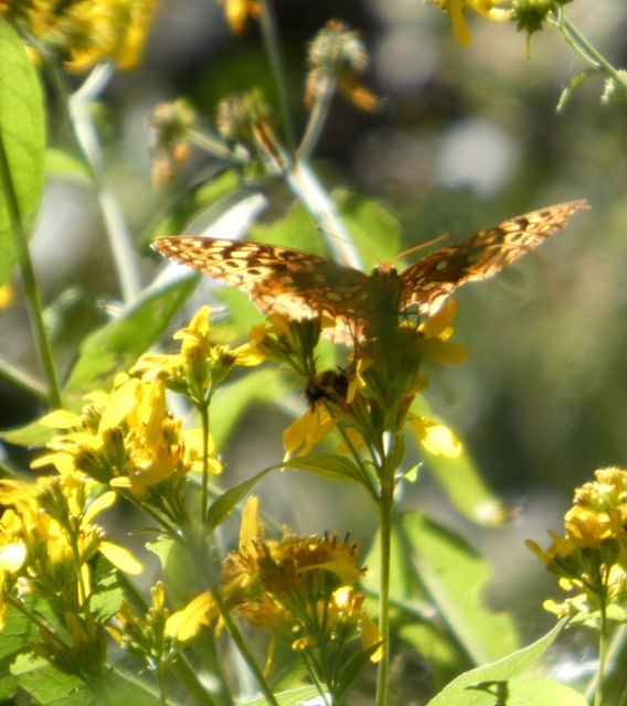 Great Spangled Butterfly